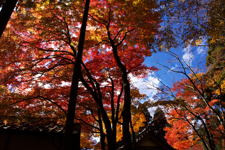 紅葉散策３　長安寺_d0029744_13565393.jpg