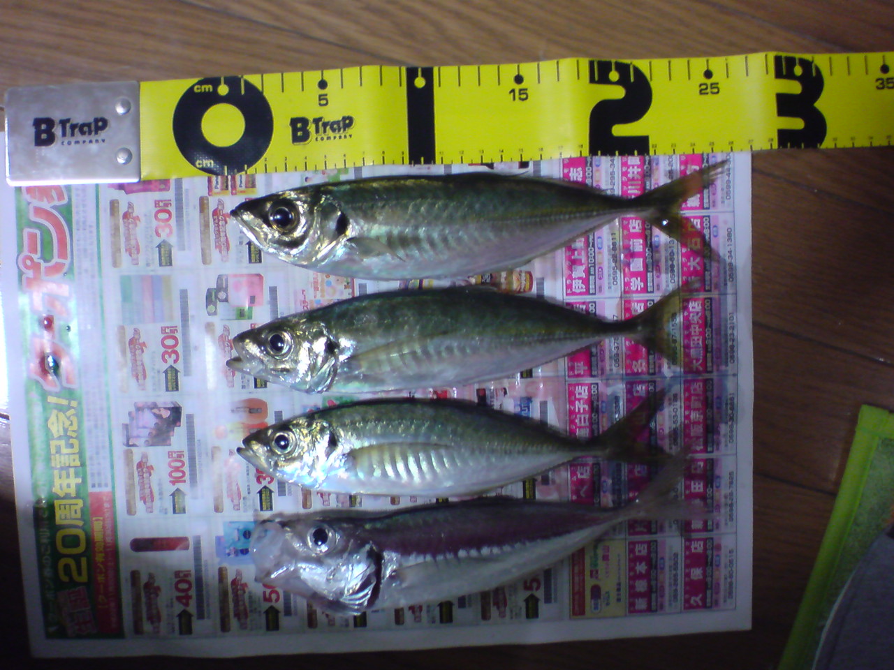 鳥羽相差のアジング 橋本釣具店の伊勢志摩鳥羽の釣り情報 鳥羽相差のアジング 橋本釣具店の伊勢志摩鳥羽の釣り情報