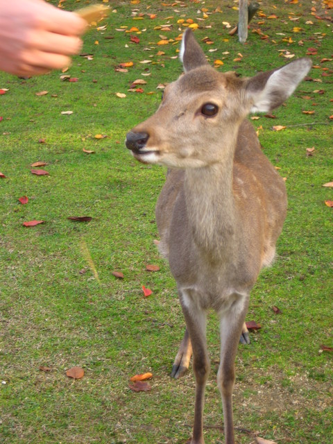 À Nara～奈良へ_c0209845_19374042.jpg