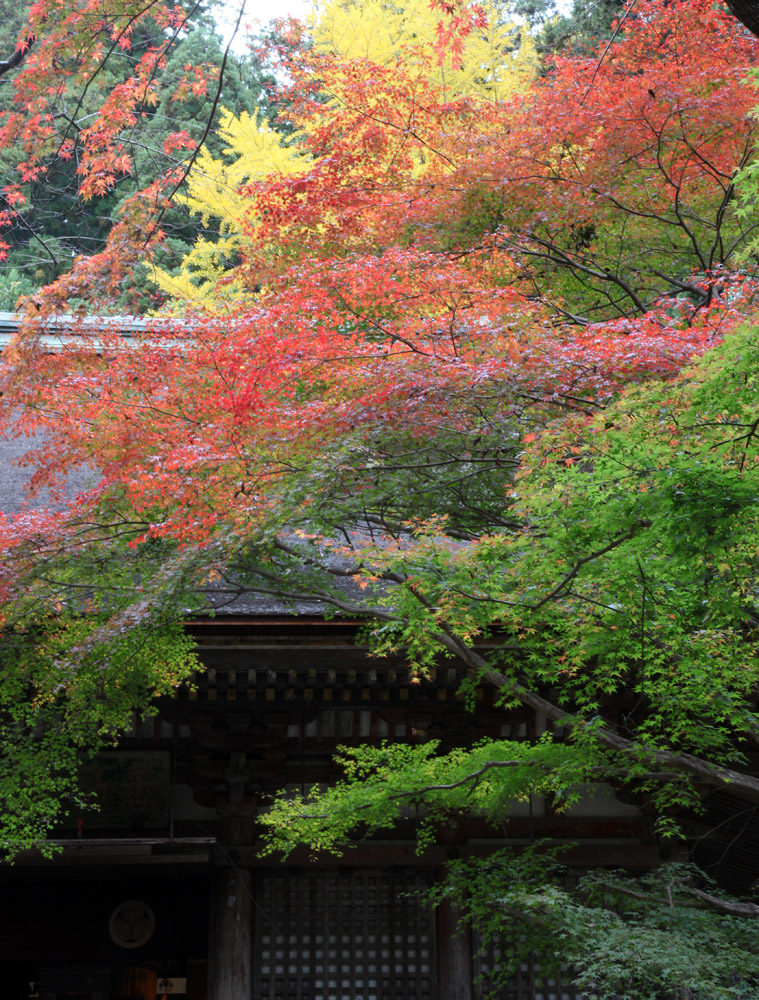 宇陀市　室生寺　本堂　紅葉_c0108146_21244161.jpg