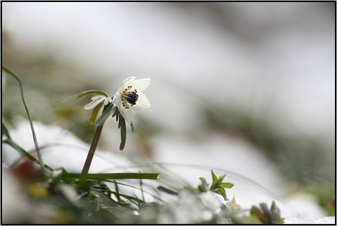 今シーズン初見の花10  雪のセツブンソウ_e0091347_1353442.jpg