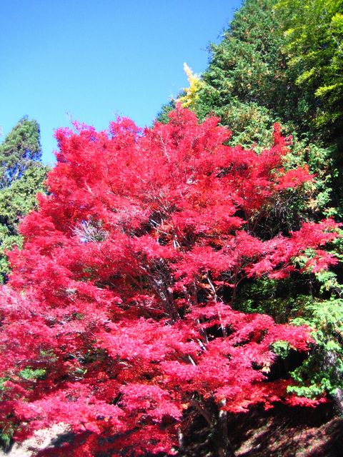 a0081957_129476.jpg
