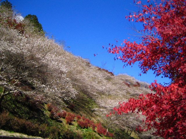 a0081957_157242.jpg
