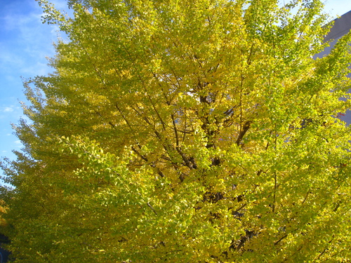 b0160957_94087.jpg