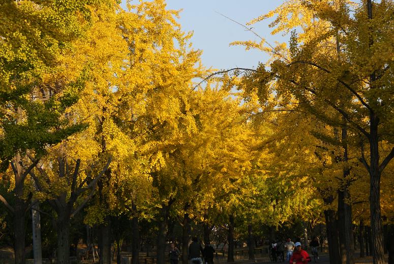 大阪城公園の秋_b0063958_1834256.jpg