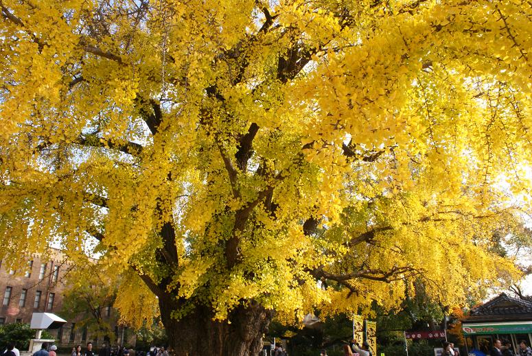 大阪城公園の秋_b0063958_18351896.jpg