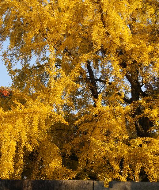 大阪城公園の秋_b0063958_18381338.jpg