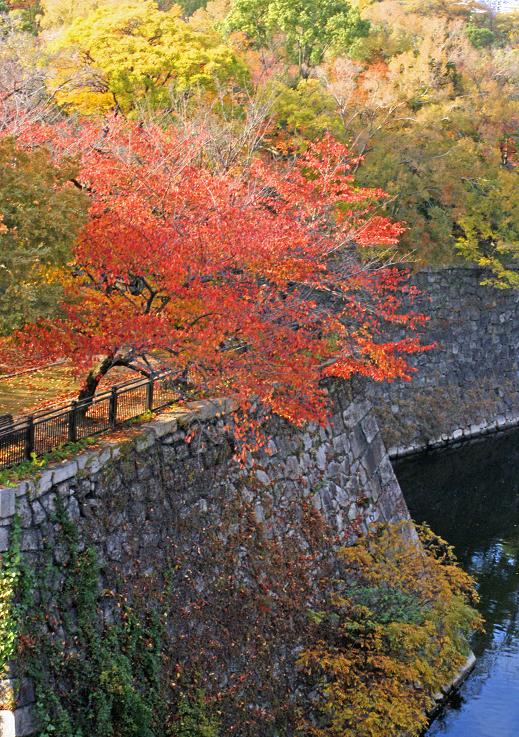大阪城公園の秋_b0063958_1839522.jpg