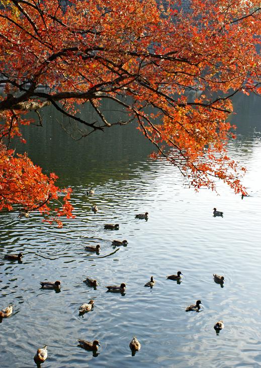 大阪城公園の秋_b0063958_18414943.jpg