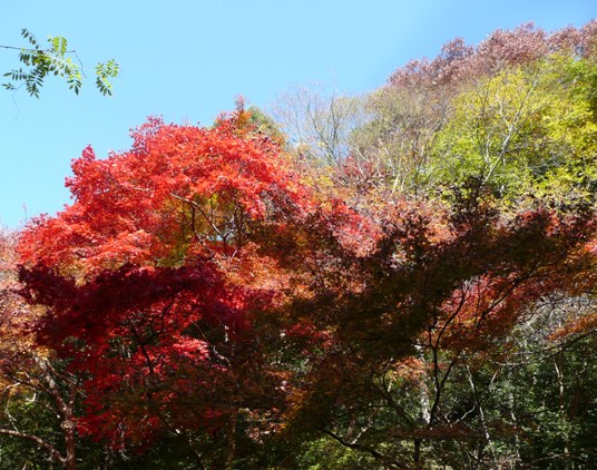 国定公園「箕面公園」_b0205066_21291629.jpg