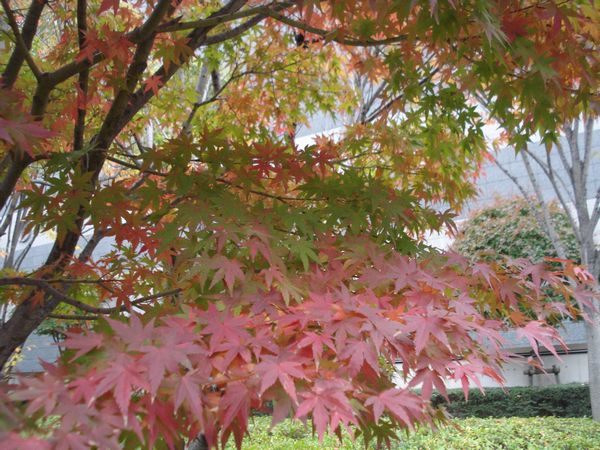 もみじは赤から緑のグラデーション 見たかった もみじは赤から緑のグラデーション 見たかった