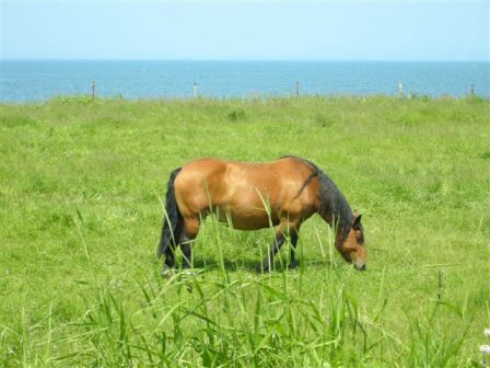 野付半島へ_c0172180_9175912.jpg