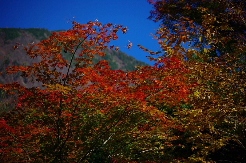 紅葉を求めて_d0130980_22483328.jpg