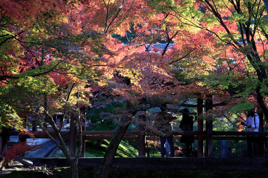 紅葉！　東福寺_b0128581_191649.jpg