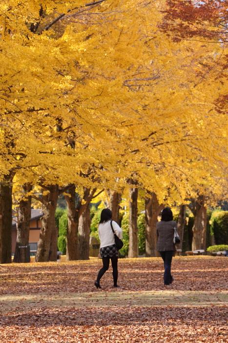 水戸歴史館　銀杏　＜２＞　2010年11月20日　撮影_e0143883_4335058.jpg