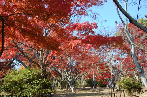 紅葉の見頃です_d0120284_1152623.jpg