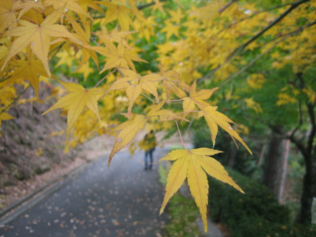 神山で紅葉三昧_d0043390_23112178.jpg