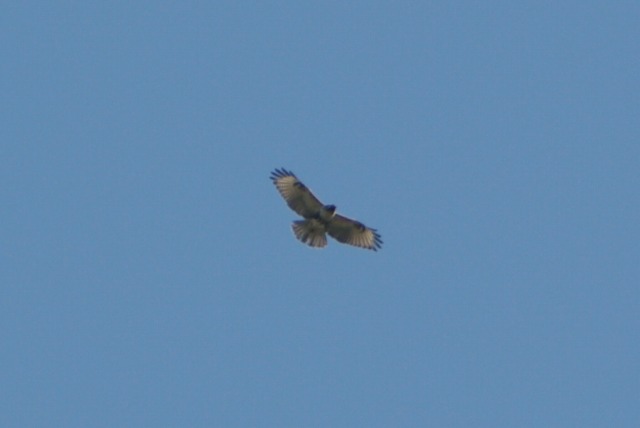 e0070891_215675.jpg
