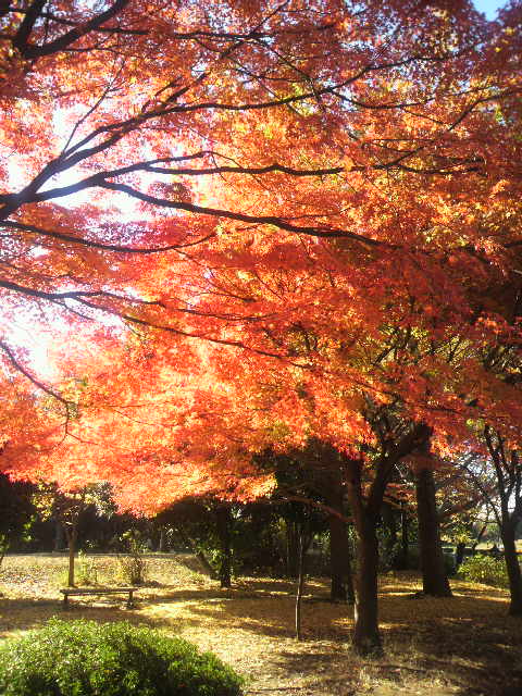 紅葉狩り。_a0126797_2212040.jpg