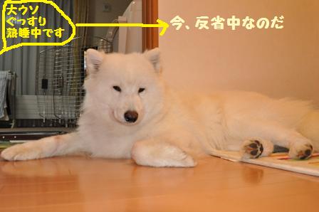 犬森は大賑わい_f0212597_221716.jpg