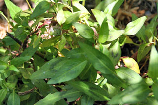 c0053898_8142846.jpg