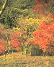 c0164401_2341632.jpg