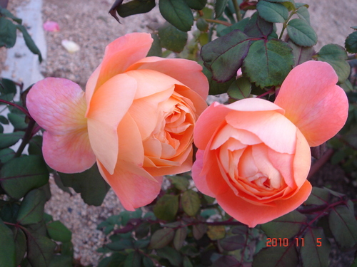 d0154508_7104551.jpg