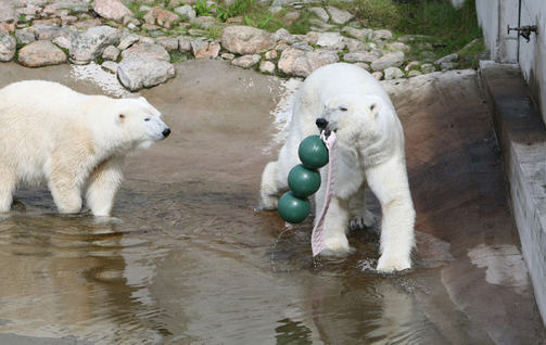 フィンランド・ラヌア動物園でホッキョクグマの赤ちゃん誕生！　～　そして悲報．．．_a0151913_2085771.jpg