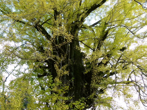 一言主神社の大銀杏_f0033614_15501733.jpg