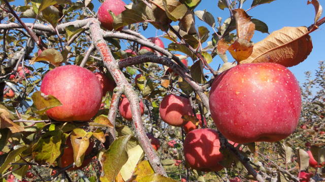 f0233414_08846.jpg