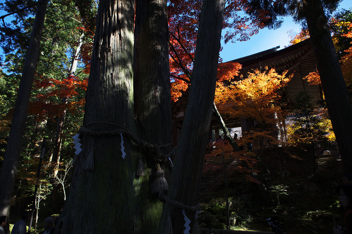 2010紅葉　その3　西明寺（滋賀県犬上郡甲良町）_c0115616_19144246.jpg