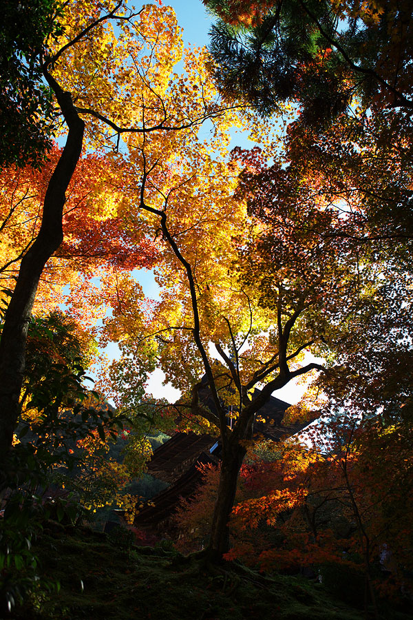 2010紅葉　その3　西明寺（滋賀県犬上郡甲良町）_c0115616_19151392.jpg