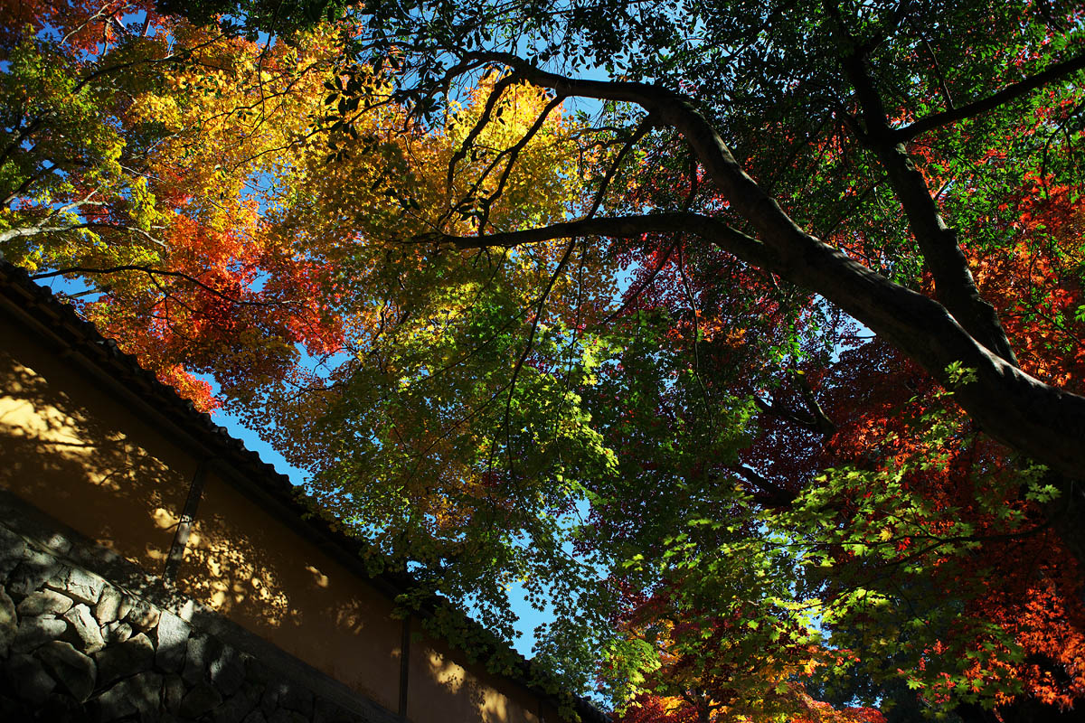 2010紅葉　その3　西明寺（滋賀県犬上郡甲良町）_c0115616_19151970.jpg