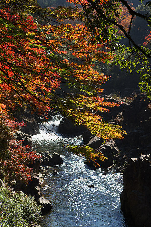 2010紅葉　その2　大滝神社(滋賀県犬上郡多賀町)_c0115616_5345690.jpg