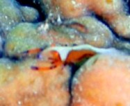 ナマコの眼(再び?)_a0043520_1141395.jpg