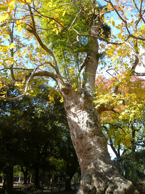 秋の奈良公園 ～興福寺　春日大社　水谷茶屋_b0019820_16201619.jpg