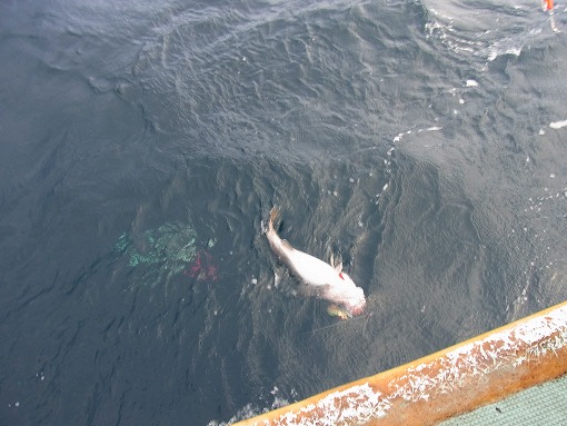 久六島 タラ釣り 初挑戦_b0150120_1155463.jpg