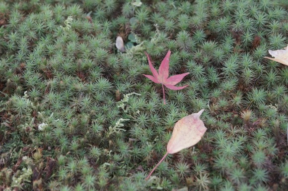 京都　紅葉　東福寺_b0192820_21263012.jpg