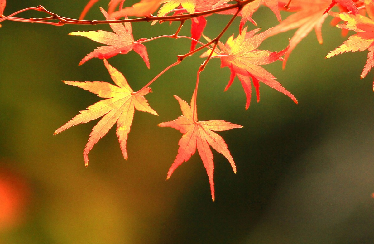 紅葉日和です_c0104227_12293526.jpg