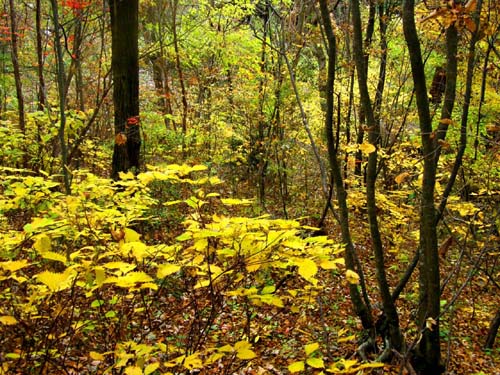 山里の紅葉や黄葉_d0127627_17205011.jpg