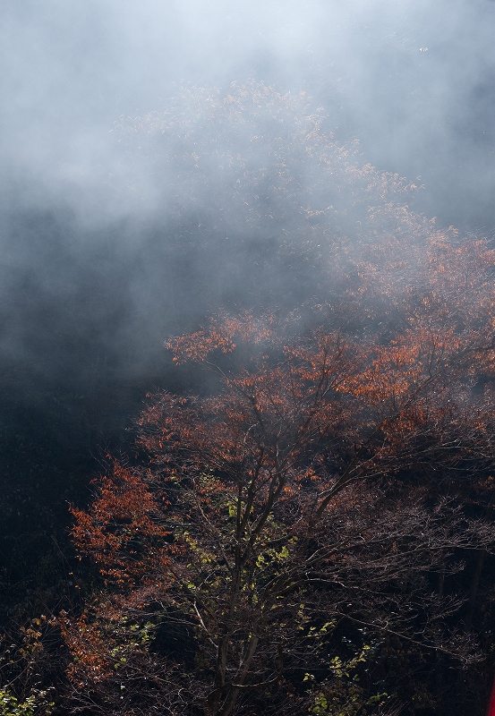 奥多摩紅葉_f0050534_1312585.jpg
