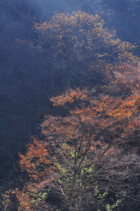 奥多摩紅葉_f0050534_1313957.jpg