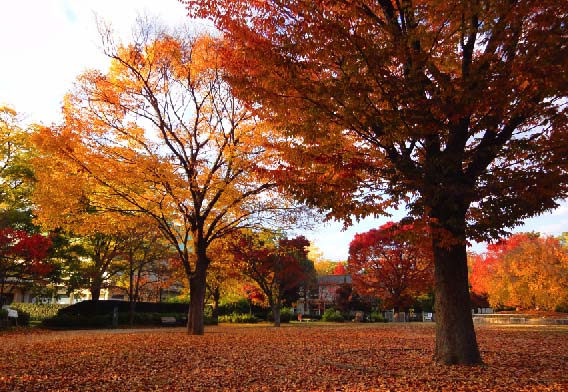 今年の紅葉はきれい 11月日 京都市岡崎公園 哲のphoto Box