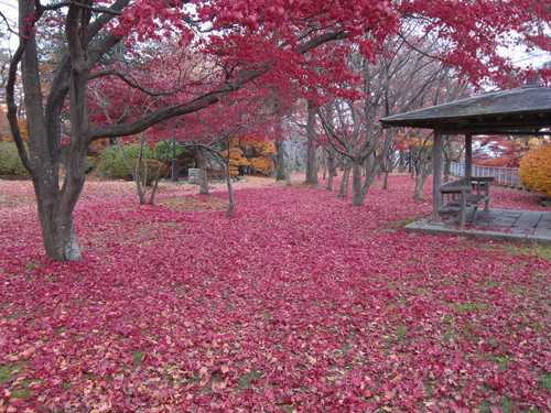 今朝も岩手公園へ_d0156438_12285017.jpg