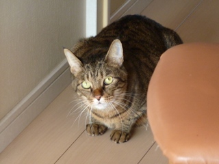 猫のお友だち みーくん編。_a0143140_21284442.jpg