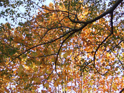 c0201143_1882622.jpg