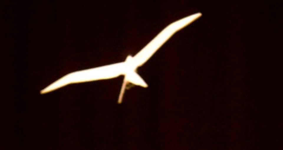 インドアプレーン　2010/11/２１　ＩＡＣ－ＡＳＯ飛行会飛行会６５ｔｈ_d0067943_1224137.jpg