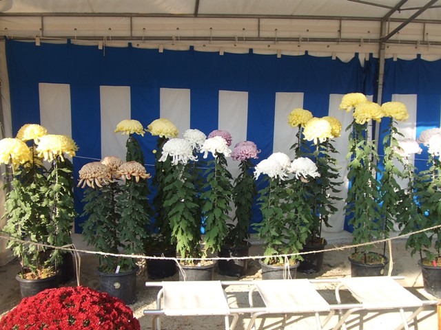 Now is the season of chrysanthemums._e0046748_2218371.jpg