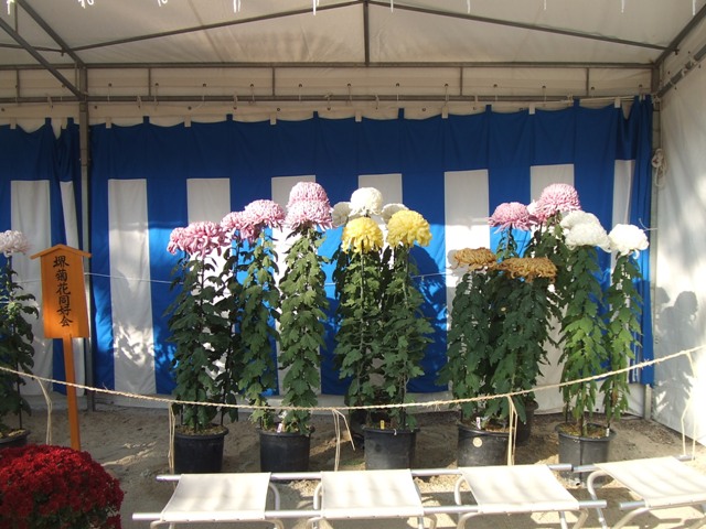 Now is the season of chrysanthemums._e0046748_22185460.jpg