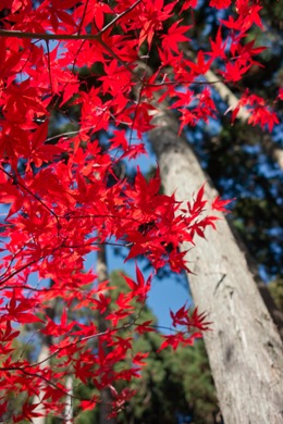 庭の紅葉と里芋_d0005250_20504863.jpg